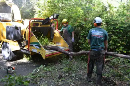 tree services Ponderosa Park